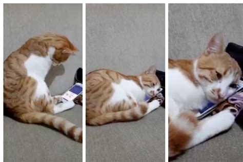 The video shows a cat seeing his late owner’s photo on the phone